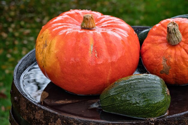 Colorful pumpkins for halloween decoration.