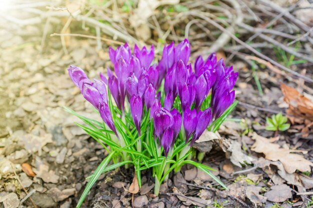 Colorful purple crocus flowers blooming on a sunny Spring day in the garden