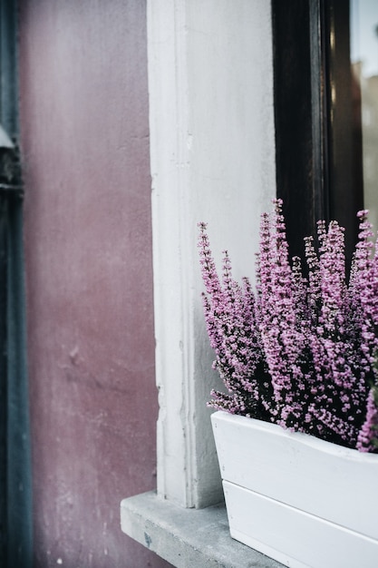 Colorful purple flowers in flowerpot outdoors