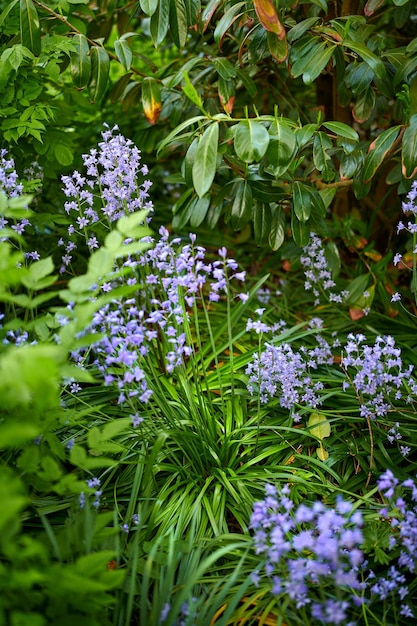 庭で育つ色とりどりの紫色の花春の晴れた日に自然の中で咲き、開花する鮮やかな花びらを持つ美しいスパニッシュブルーベルまたはhyacinthoideshispanicaの葉のクローズアップ