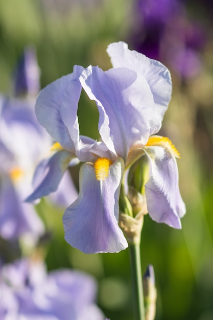 Colorful purple  irises 