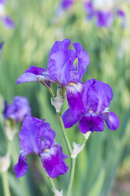 Colorful purple  irises 