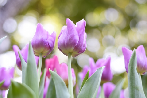 Colorful purple tulips and green leafs .