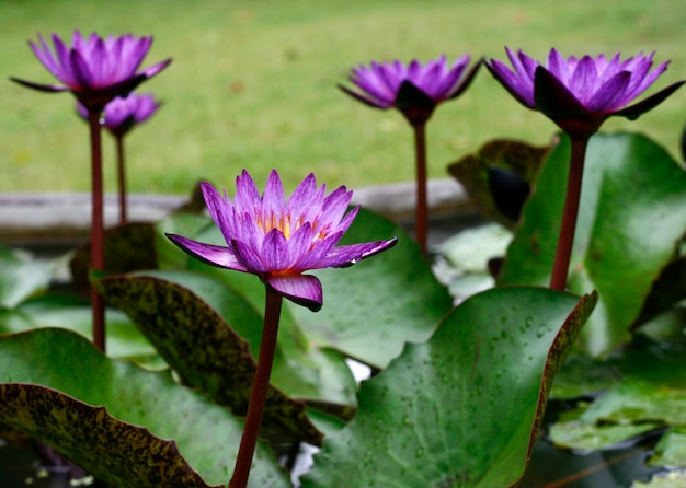 Colorful purple water lily with waterdrop