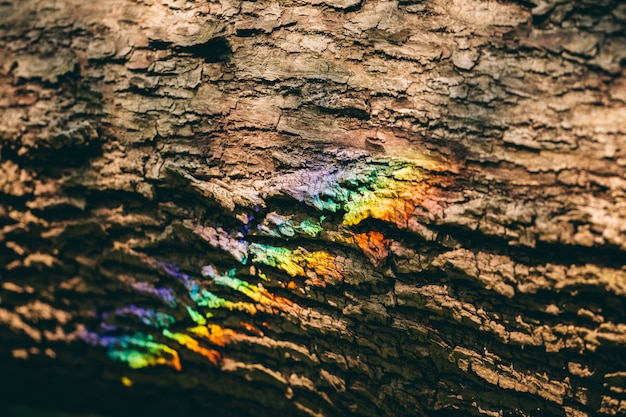 Colorful rainbow reflecting on a bark of a tree.