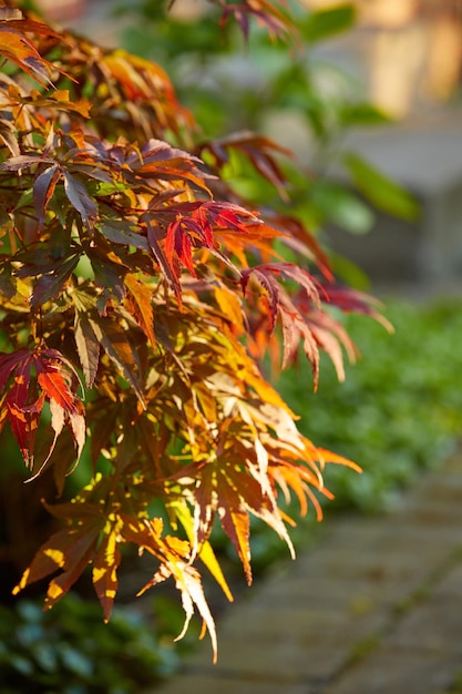 庭で育つ木や茂みからのカラフルな赤と茶色の葉春の間に自然に咲き、開花する植物の石鹸ベリー種からのイロハモミジまたはイロハモミジのクローズアップ