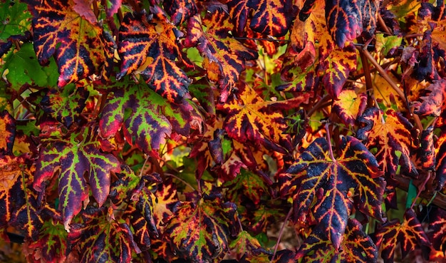 Colorful red, green and yellow grape leaves, autumn pattern at vineyard