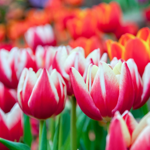 colorful red tulips