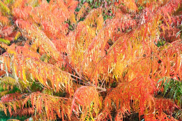 Красочный красно-желтый куст в осеннем городском парке (поверхность природы)