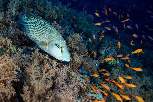 Фото Красочные рифы красного моря, египет
