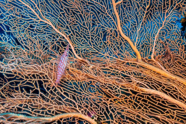 Foto la colorata barriera corallina del mare rosso - il pesce falco a naso lungo in un corallo gorgoniano