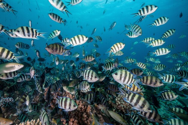 Colorful reef of the red sea