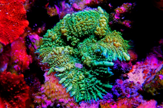 다채로운 로다크티스 식민지 의 버섯 같은 부드러운 산호
