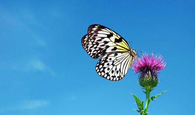 Colorful rice paper butterfly on a purple thistle flower against a blue sky copy space