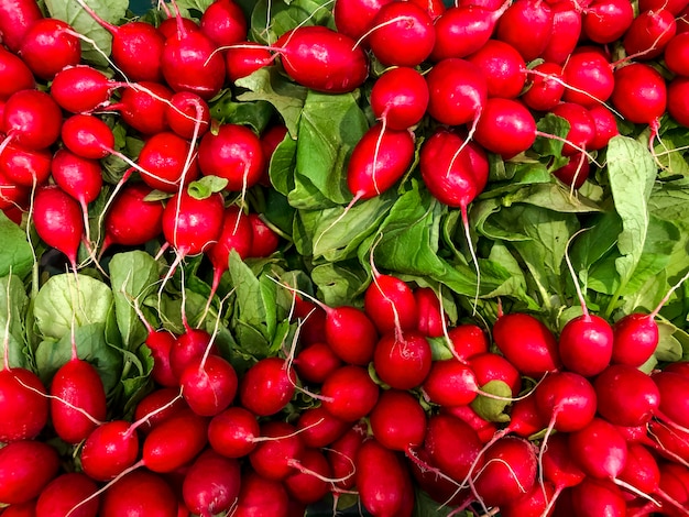 Ravanello rosso fresco maturo maturo e succoso variopinto