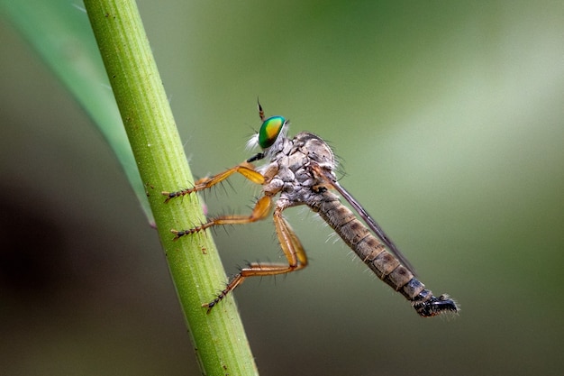 colorful robberfly