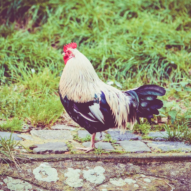 Colorful rooster Beautiful cock