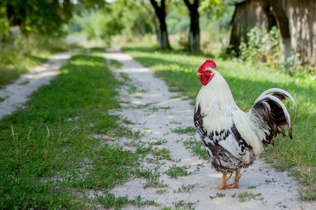 Foto gallo colorato in fattoria, bellissimi galli che camminano per strada, concetto di eco del villaggio.