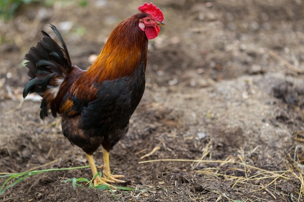 Colorful rooster or fighting cock in the farm. Free copy space.