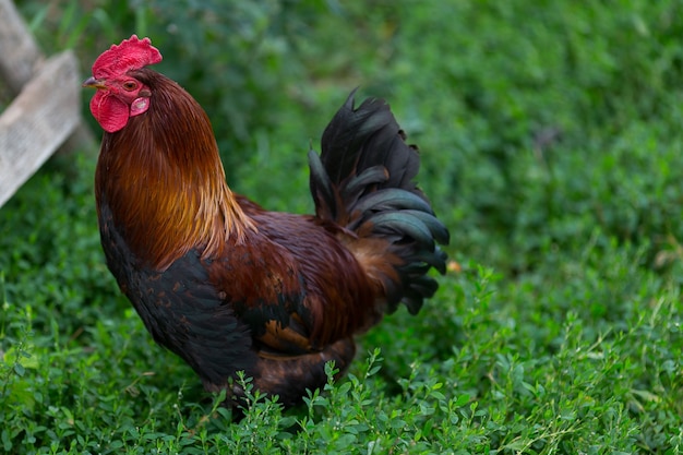 Gallo colorato o gallo da combattimento nella fattoria.