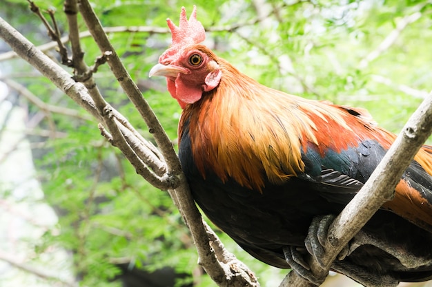 colorful rooster on green nature background