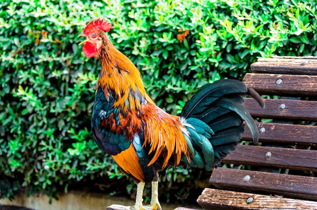 Colorful rooster in the Parque de la Paloma in Benalmadena Malaga