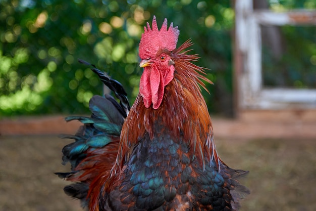 Colorful rooster standing on a field