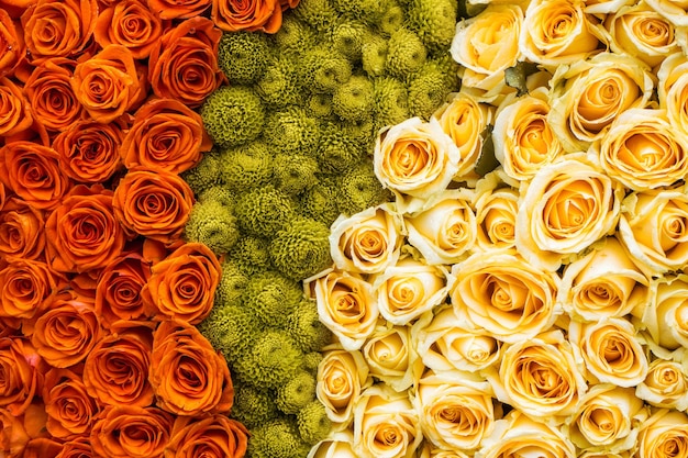 Colorful rose background