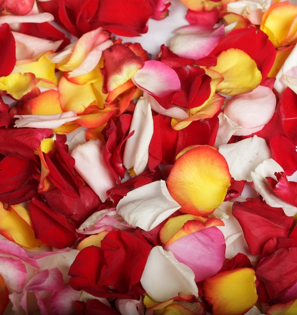 Colorful rose petals background