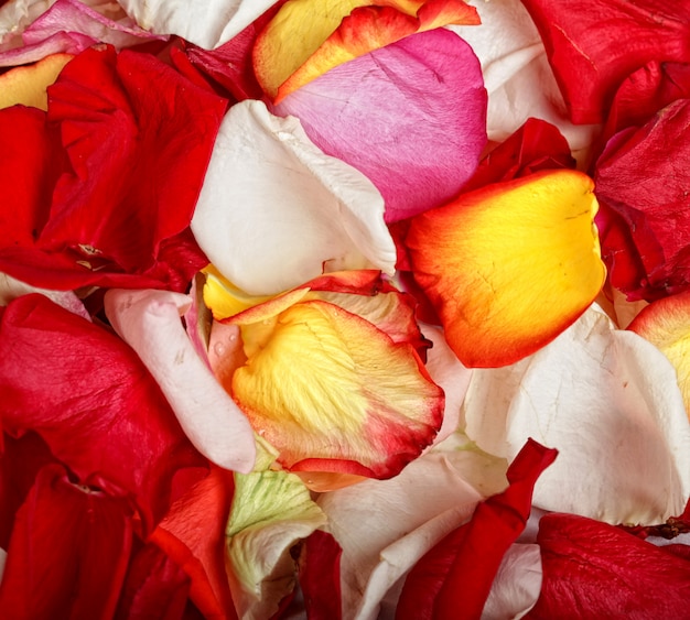 Sfondo di petali di rose colorate