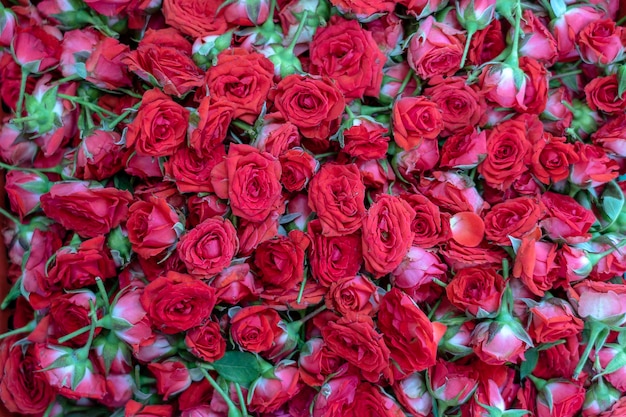 Colorful rose, red flowers for sale to offer to God during worship at little India, street market, Singapore , close up, top view . Red roses background