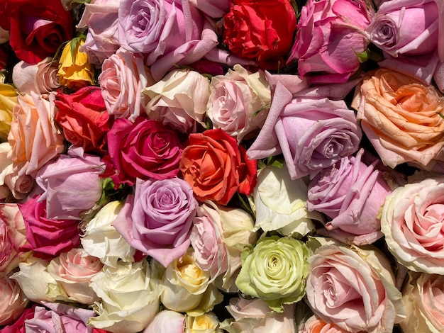 色とりどりのバラの背景 鮮やかな花に満ちた噴水 ピンクの赤いオレンジ色と白いバラ