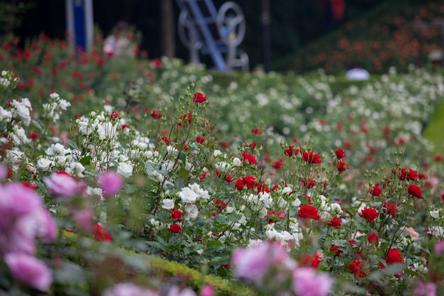 写真 公園で花がくカラフルなバラ