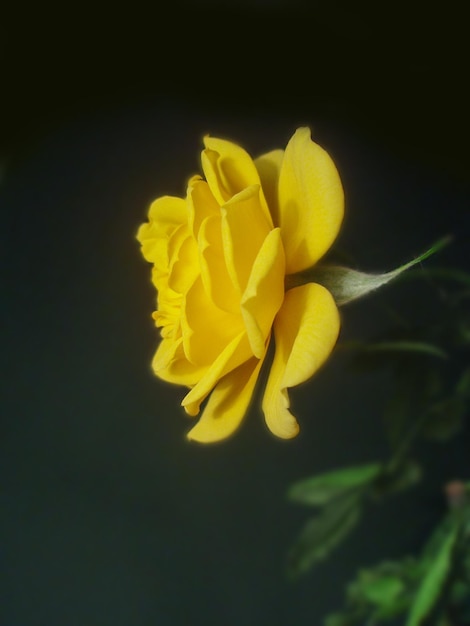 Colorful roses flower Beautiful yellow roses on a black background