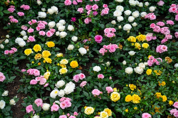 Colorful roses garden background