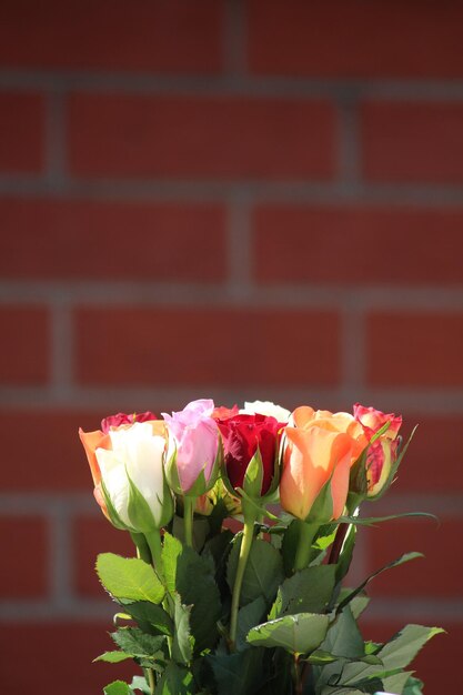 Photo colorful roses