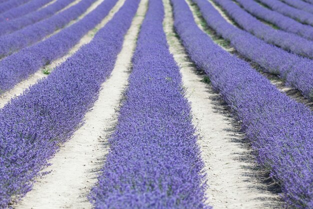 カラフルな列がラベンダーを開花するか、ラベンダー畑のある風景。選択的な焦点、デザイン要素。