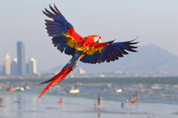 Photo colorful scarlet macaw parrot flying on the beach free flying bird