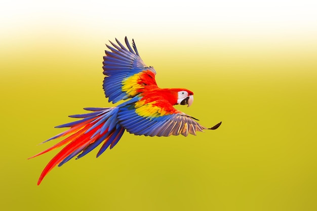 Colorful Scarlet macaw parrot flying on a blurred natural background