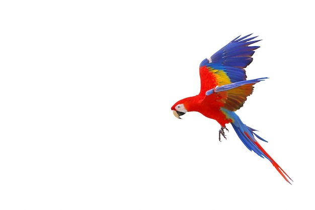 Colorful Scarlet macaw parrot flying isolated on white.