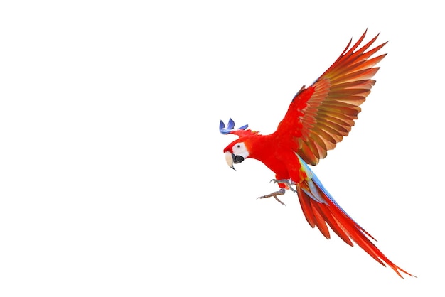 Colorful Scarlet macaw parrot flying isolated on white.