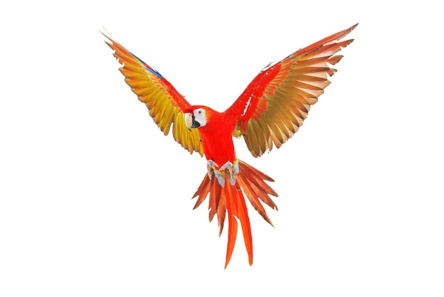 Colorful scarlet macaw parrot flying isolated on white.