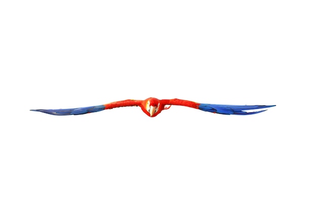 Colorful scarlet macaw parrot flying isolated on white.