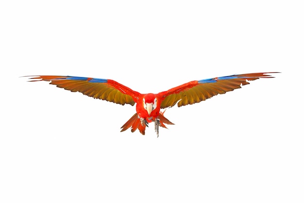 Colorful scarlet macaw parrot flying isolated on white.