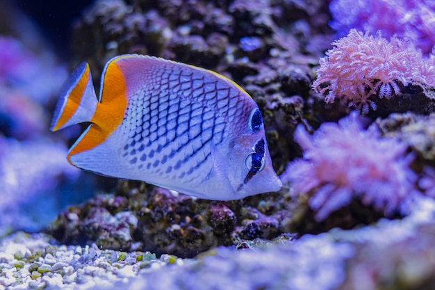 Colorful sea fish in aquarium