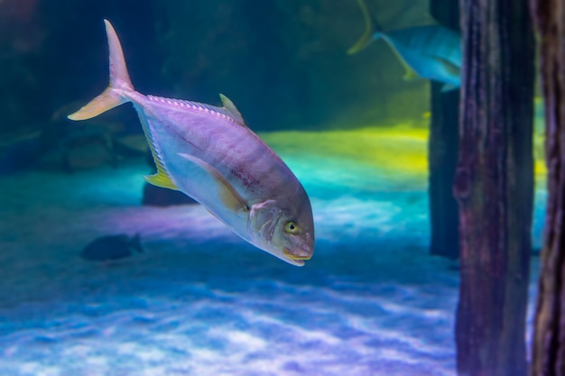 Colorful sea fish in aquarium