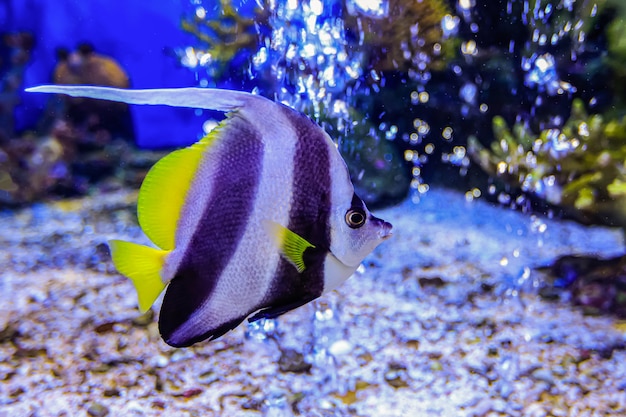 Colorful sea fish in the aquarium