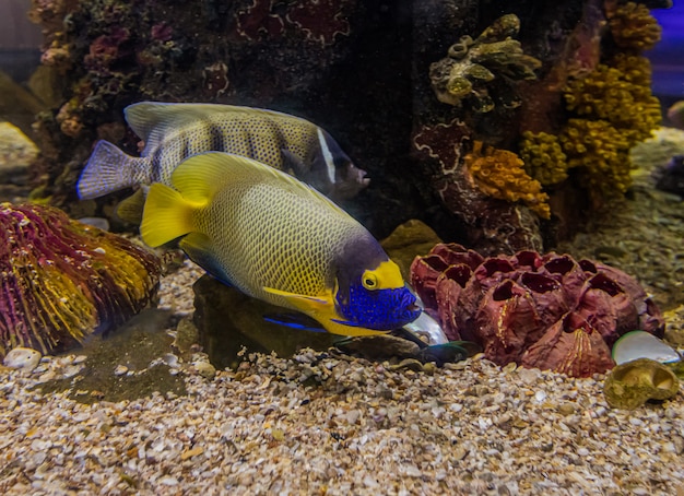 水族館でカラフルな海の魚