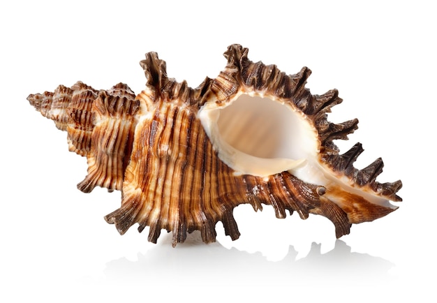 Colorful sea shell isolated on a white background