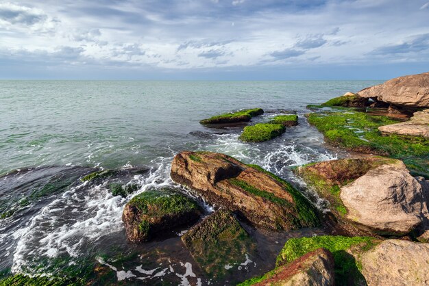 Colorful sea shore with green algae